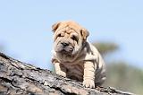 SHAR-PEI 566